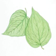 two green leaves are shown on a white paper background, one is drawn with colored pencils