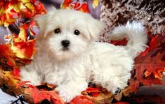 a small white dog laying on top of leaves