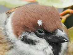 a close up of a bird with a flower on it's head