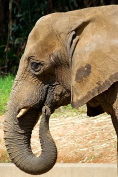 an elephant standing on top of a dirt field