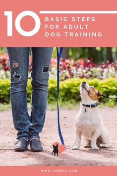 a dog on a leash with the words 10 basic steps for adult dog training in front of it