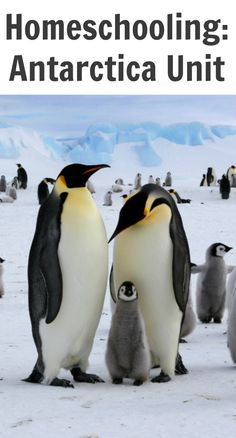 three penguins standing next to each other in the snow with text overlay that reads homeschooling antartica unit