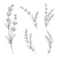 lavender flowers on a white background in the style of line art drawing, hand drawn