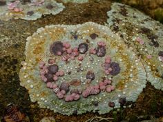 an image of some rocks with pink and white stones on them in the grass or dirt