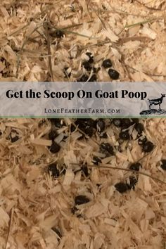 a pile of wood chips with the words get the scoop on goat poop over it