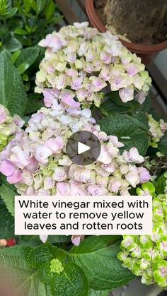 white vinegar mixed with water to remove yellow leaves and rotten roots in potted plants