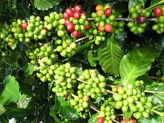 green and red berries growing on the branches of a tree in an open area with lots of leaves