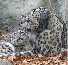 two snow leopards are laying on the ground