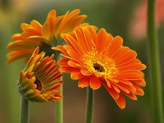 two orange and yellow flowers with green stems