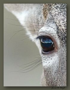 a close up of a horse's eye with black and white speckles