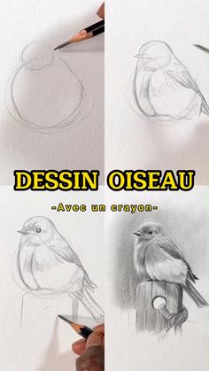 the process of drawing a bird with pencils is shown in three different stages, including one