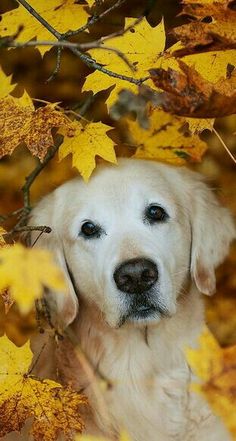 a dog that is standing in the leaves