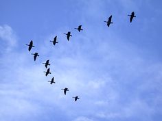 a flock of birds flying in the sky