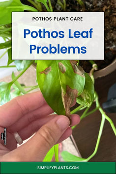 a person holding up a plant with the words, pothos leaf problems on it