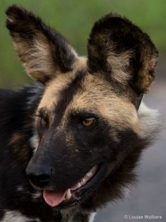 a close up of a dog's face with it's tongue hanging out