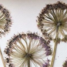 three dried dandelions sitting on top of a white wall next to each other