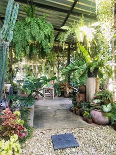 the inside of a tropical garden with lots of plants and potted plants in it