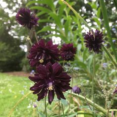 some purple flowers are growing in the grass