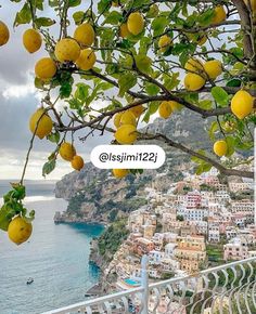 lemons growing on the branches of trees next to an ocean and cityscape