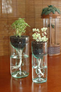 two glass vases with plants in them sitting on a wooden table next to each other