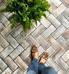 a person wearing leopard print shoes standing on a brick floor next to a green plant