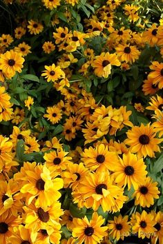 yellow flowers with green leaves in the middle and brown stems on each side, along with dark green foliage