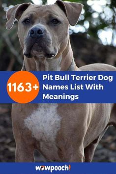 pit bull terrier dog names list with meanings