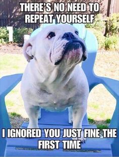 a white dog sitting on top of a blue chair with the caption, there's no need to repeat yourself