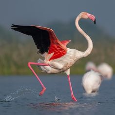 a flamingo is standing in the water with its wings spread