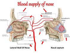 the blood supply in the nose is labeled