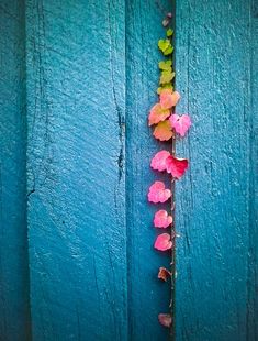 some pink and yellow flowers are growing on a blue wall