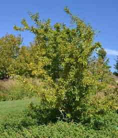 there is a small tree in the grass