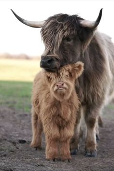 a baby cow is standing next to it's mother