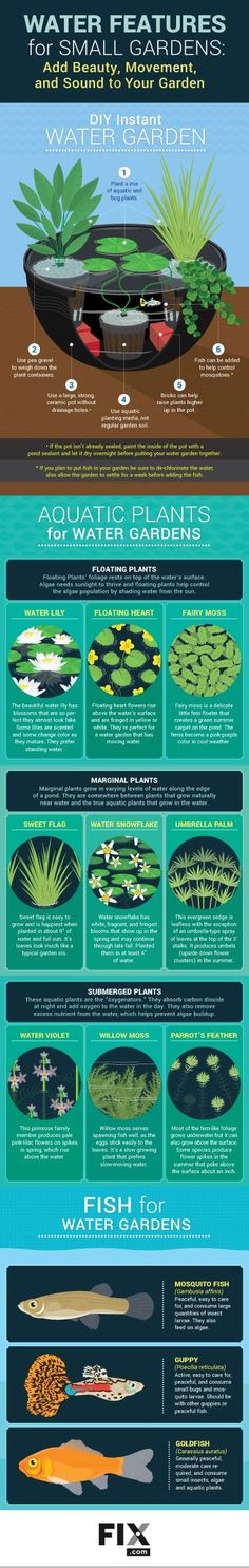 an info poster showing the different types of plants and water lilies in their pond