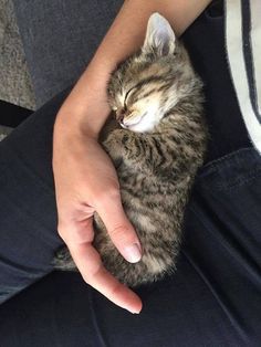 a person is holding a kitten in their lap