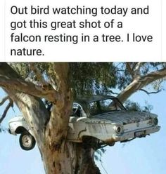 an old car stuck in a tree with the caption'out bird watching today and got this great shot of a falcon resting in a tree i love nature