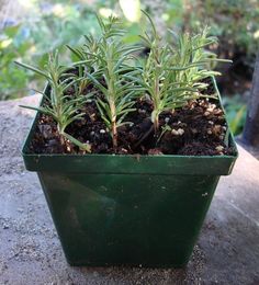 a green container filled with lots of plants