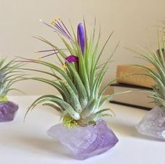 three air plants sitting on top of purple rocks next to a bookshelf filled with books