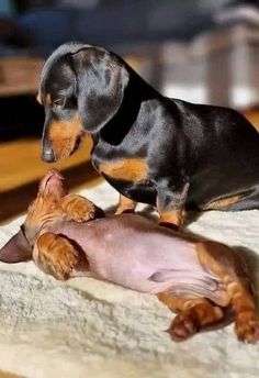 two small dogs are playing with an orange cat