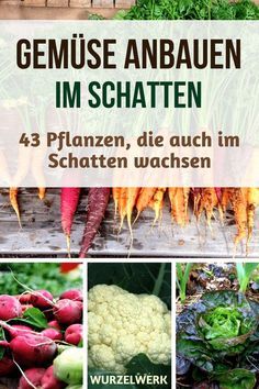 an image of some vegetables and plants in the background with text that reads gemuse anbauen im schatten