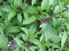 Grow Basil, Seeds Growing, What Causes High Cholesterol, Cholesterol Symptoms, Starting Seeds, Growing Basil, Cholesterol Remedies, Cholesterol Lowering Foods