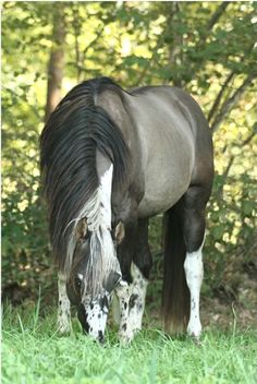 a brown and white horse grazing on grass in front of some trees with its head down