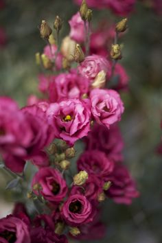 pink flowers are blooming in the garden