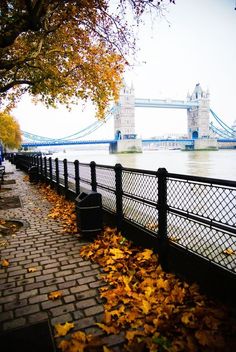 there is a bench next to the water and trees with yellow leaves on the ground