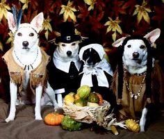 Thanksgiving Dog Treats, Dog Thanksgiving, Thanksgiving Pictures, Thanksgiving Inspiration, Thanksgiving Wallpaper, Dog Wallpaper, Pet Holiday, Pet Costumes, Holidays Thanksgiving