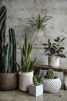 several different types of cactus plants in pots on a table next to a brick wall