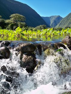 the water is rushing over some rocks in front of green plants and mountain range behind it