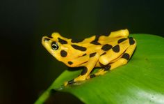 a yellow and black frog sitting on top of a green leaf