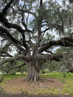 a large tree with moss growing on it's branches in the middle of a field