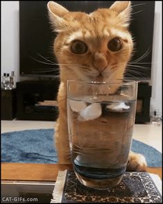 an orange cat sitting on top of a glass filled with liquid